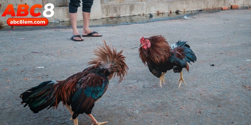 Tham khảo những bí kíp chọi gà thomo hiệu quả từ chuyên gia